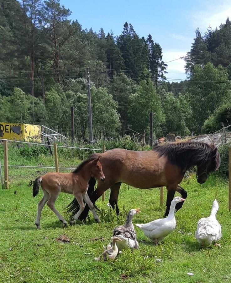 Stall Hav-Vik Farmstay Farsund Kültér fotó