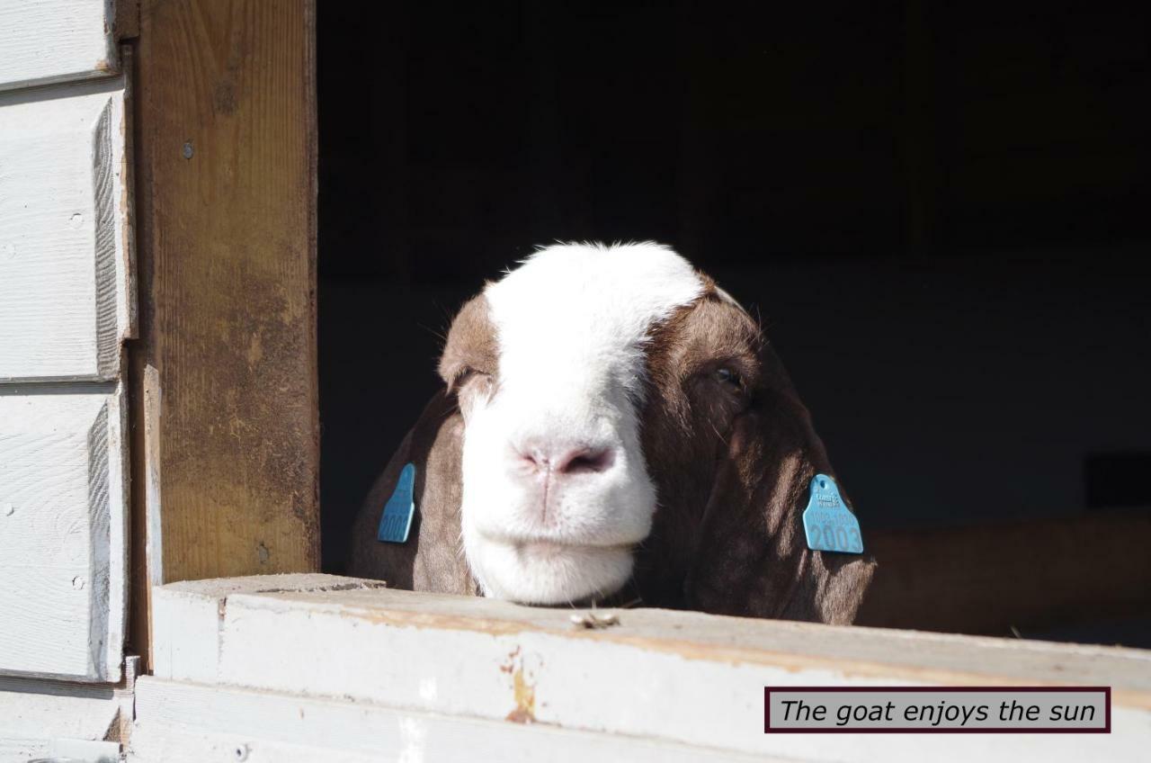 Stall Hav-Vik Farmstay Farsund Kültér fotó